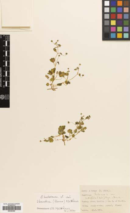 Saxifraga hederacea var. scotophila image