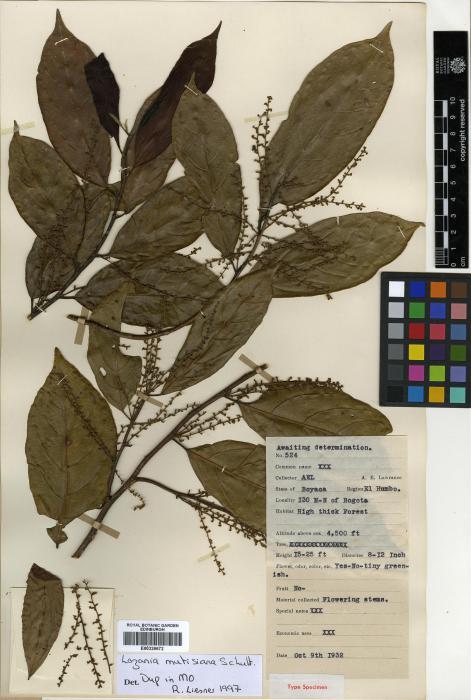 Lacistemataceae image