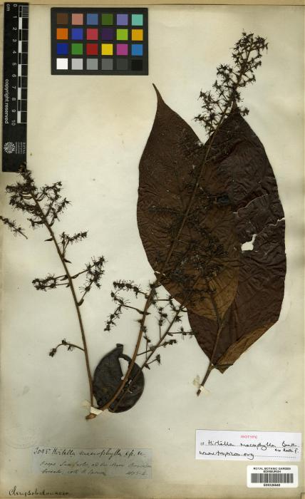 Hirtella macrophylla image