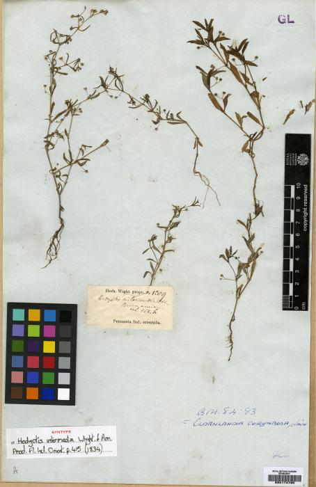 Oldenlandia corymbosa var. corymbosa image