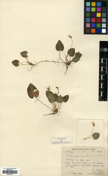 Viola canescens image