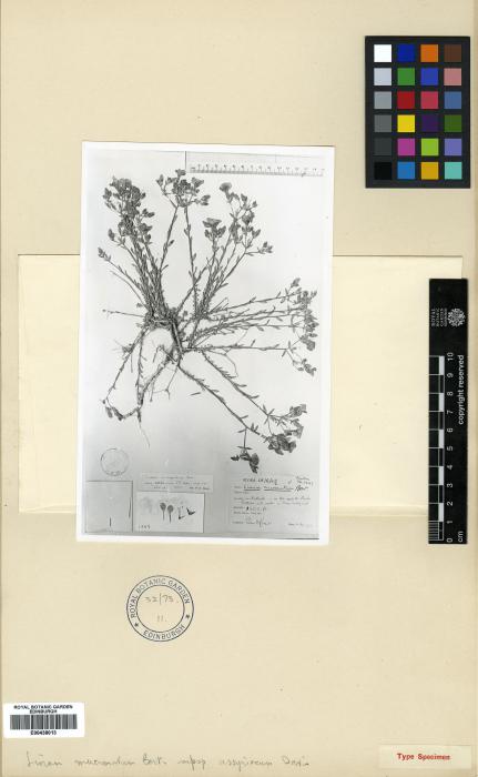 Linum mucronatum subsp. assyriacum image