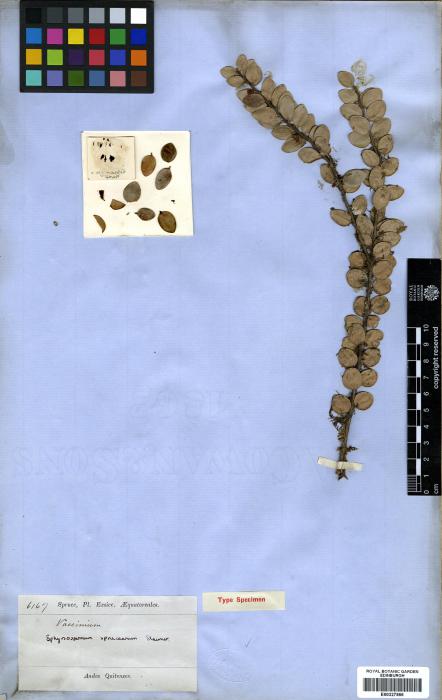 Sphyrospermum spruceanum image