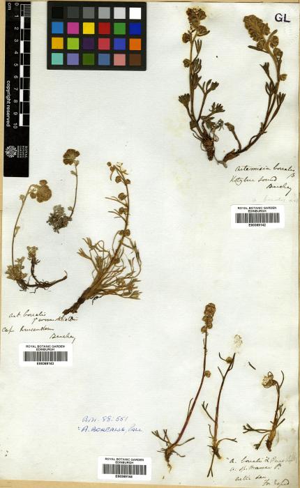 Artemisia desertorum image