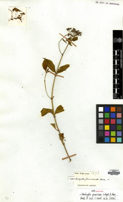Oldenlandia corymbosa var. caespitosa image