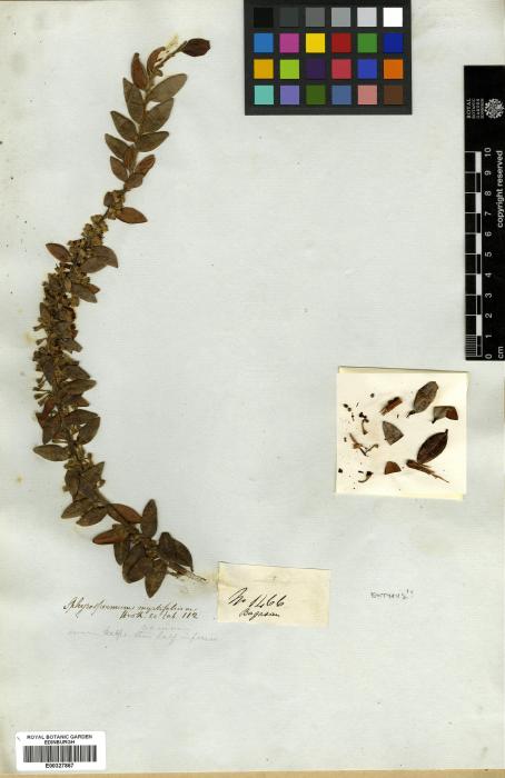 Sphyrospermum muscicola image
