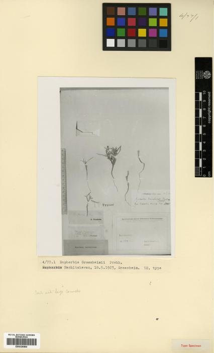 Euphorbia grossheimii image