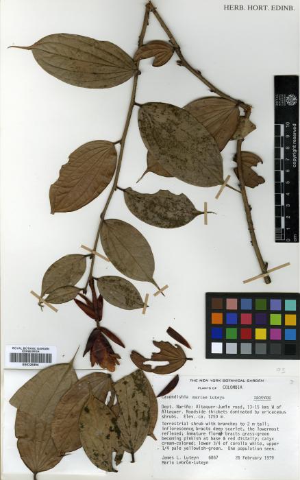 Cavendishia mariae image