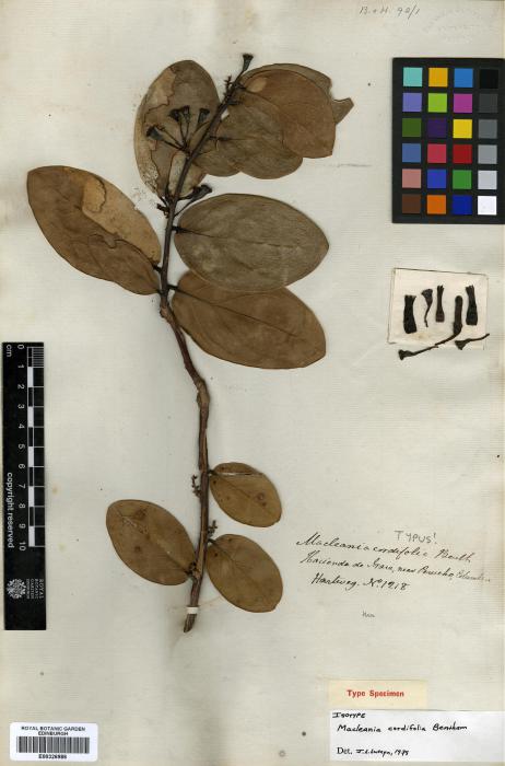 Macleania cordifolia image