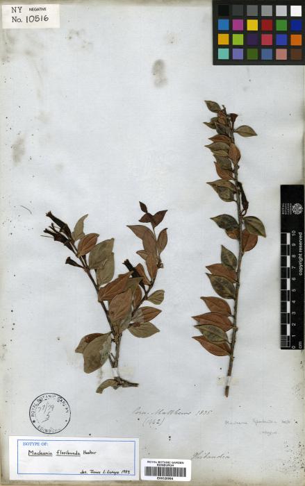 Macleania floribunda image