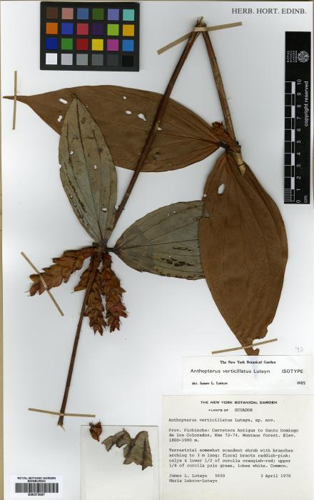 Anthopterus verticillatus image