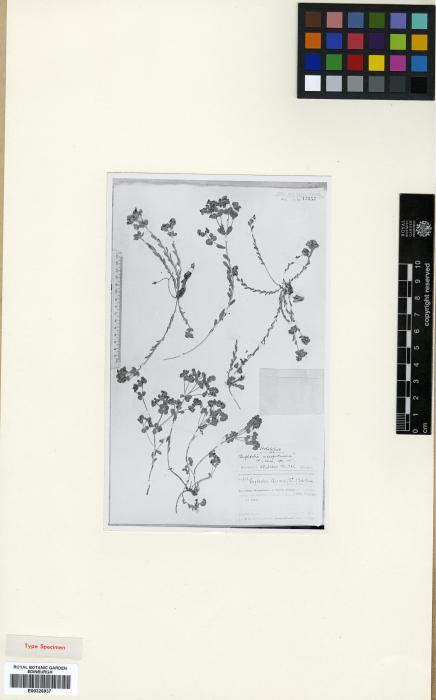 Euphorbia chaborasia image