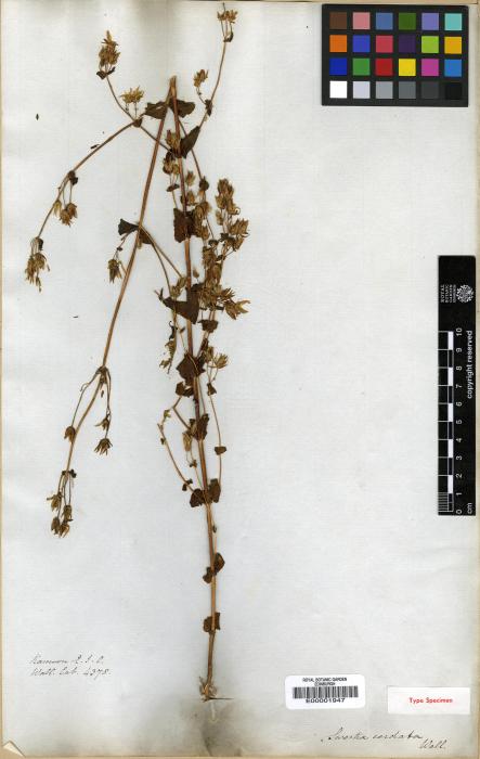 Swertia cordata image