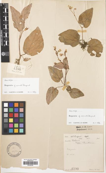 Begonia crenata image