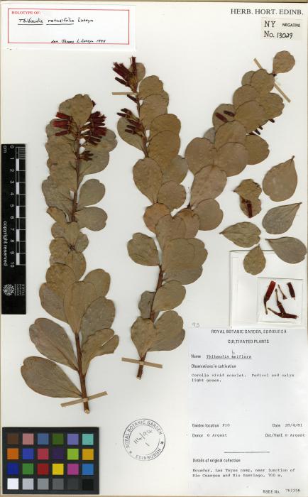 Thibaudia retusifolia image
