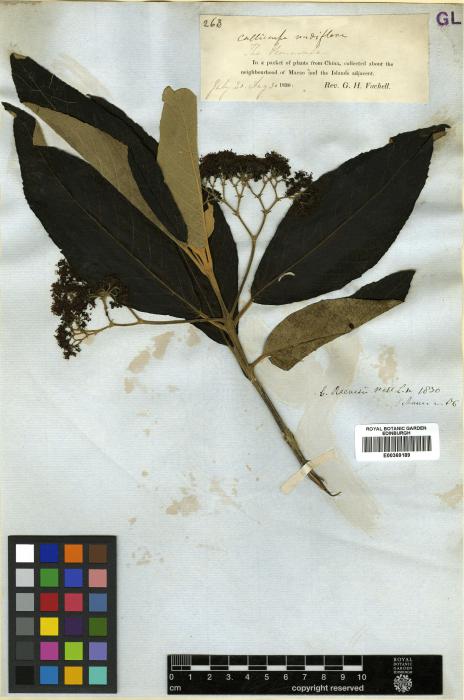 Callicarpa macrophylla image