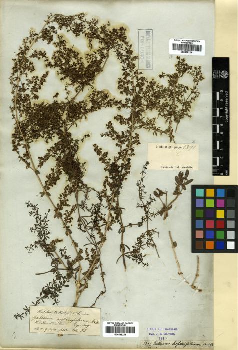 Galium asperifolium image