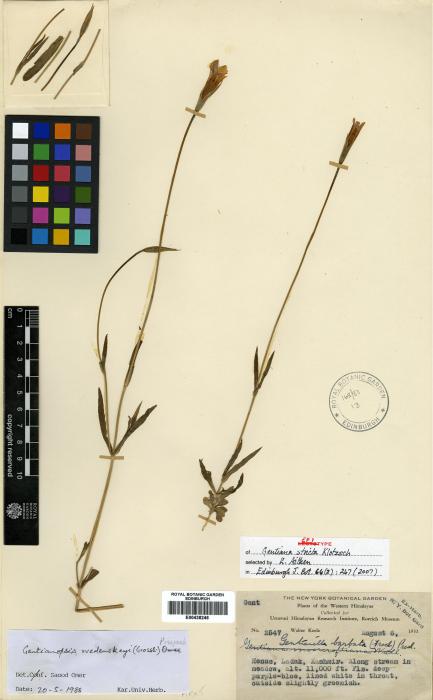 Gentianopsis barbata subsp. barbata image
