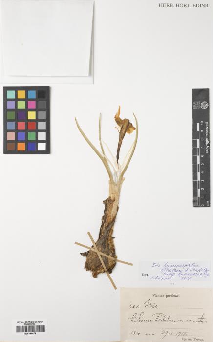 Iris hymenospatha image