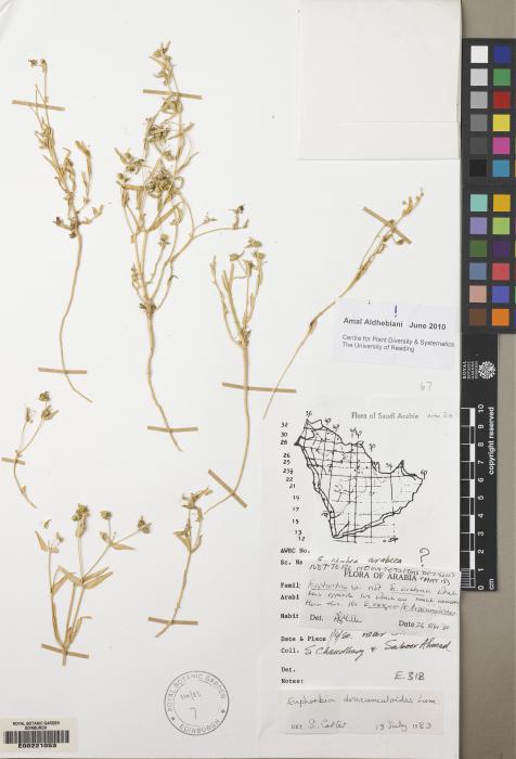 Euphorbia dracunculoides image