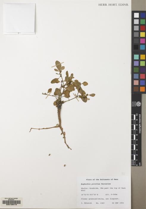 Euphorbia pirottae image