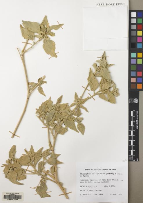 Chrozophora oblongifolia image