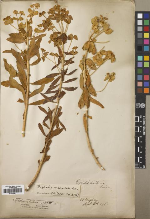 Euphorbia macroclada image