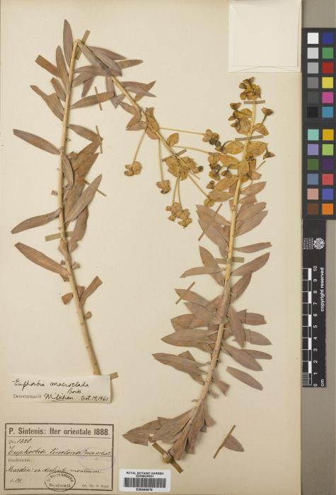 Euphorbia macroclada image