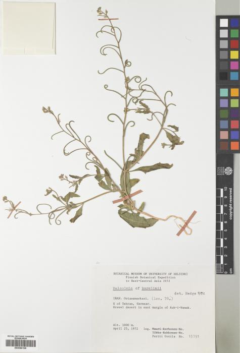 Strigosella brevipes image