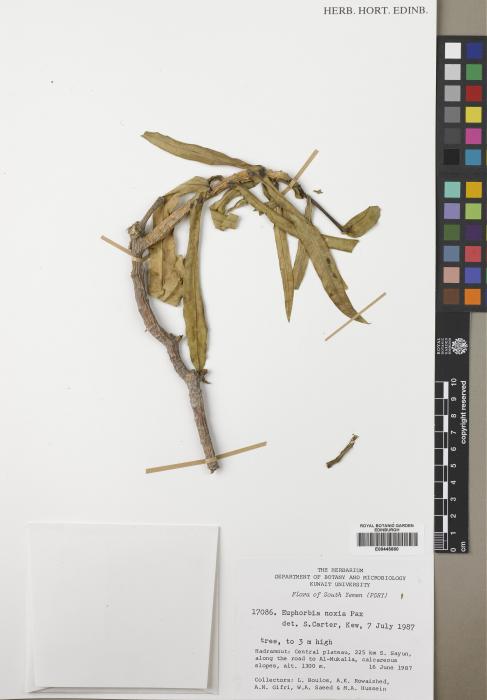 Euphorbia noxia image