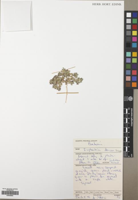 Euphorbia densa image