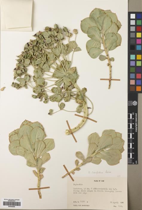 Euphorbia craspedia image