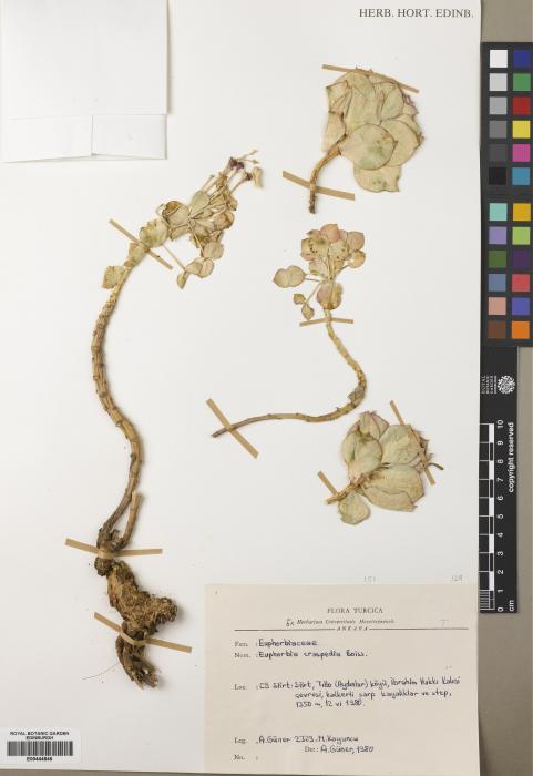 Euphorbia craspedia image