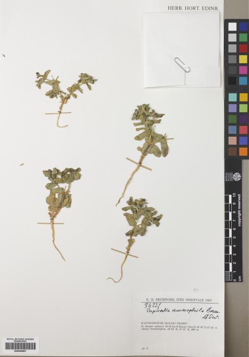 Euphorbia ammophila image