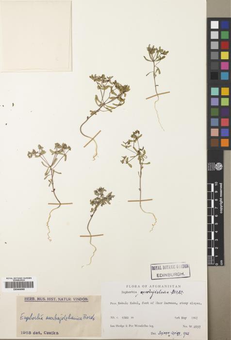 Euphorbia aserbajdzhanica image