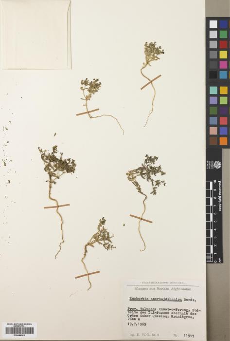 Euphorbia aserbajdzhanica image