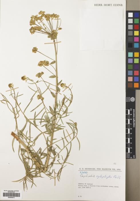 Euphorbia cyrtophylla image