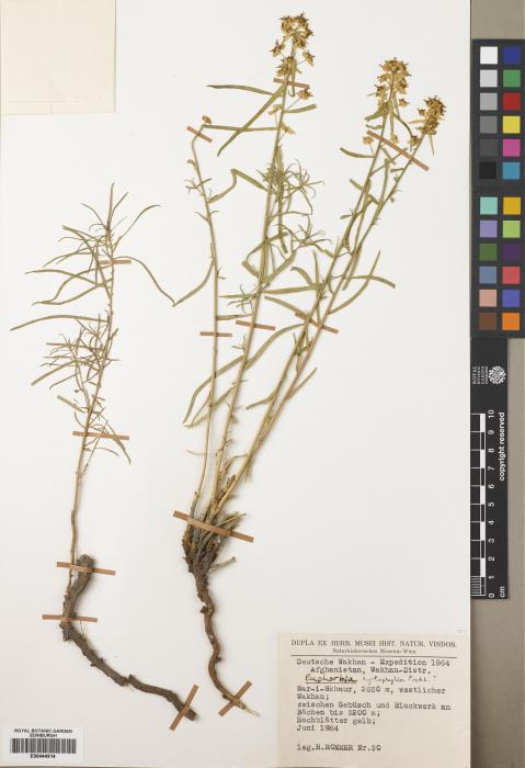 Euphorbia cyrtophylla image
