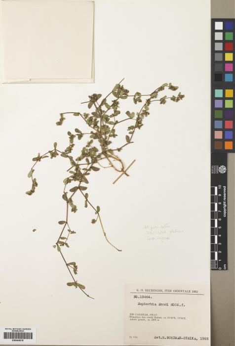 Euphorbia hispida image