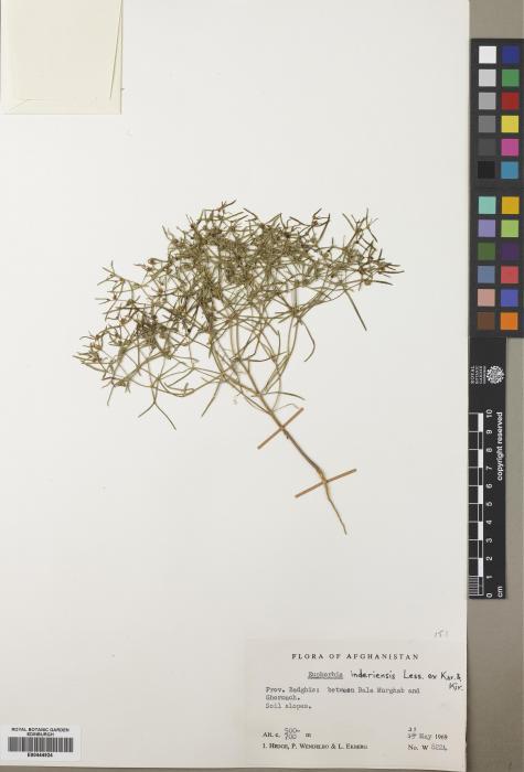 Euphorbia inderiensis image