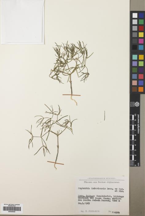 Euphorbia inderiensis image