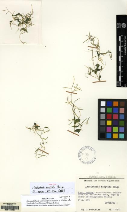 Olimarabidopsis umbrosa image