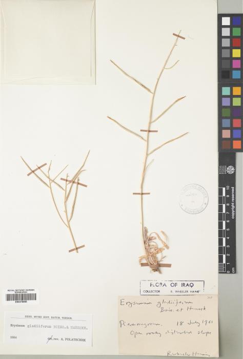 Erysimum gladiiferum image