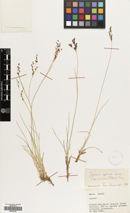 Juncus persicus subsp. libanoticus image