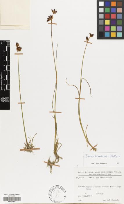 Juncus sphacelatus image