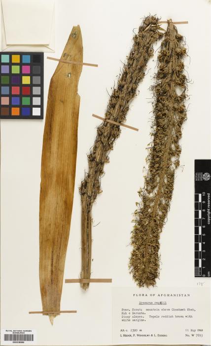 Eremurus spectabilis subsp. regelii image