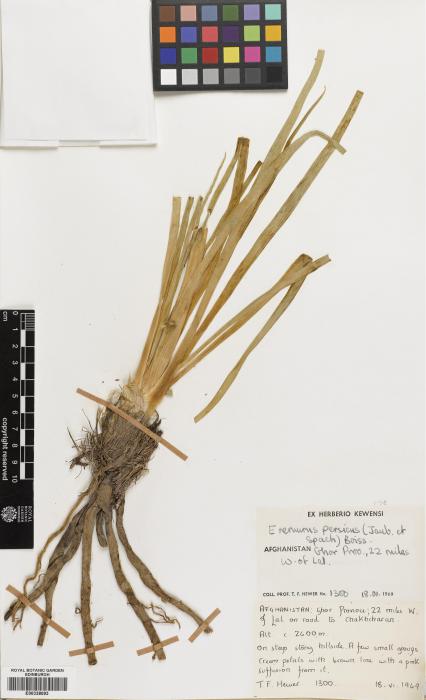 Eremurus persicus subsp. sikesarus image