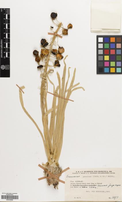 Eremurus persicus image