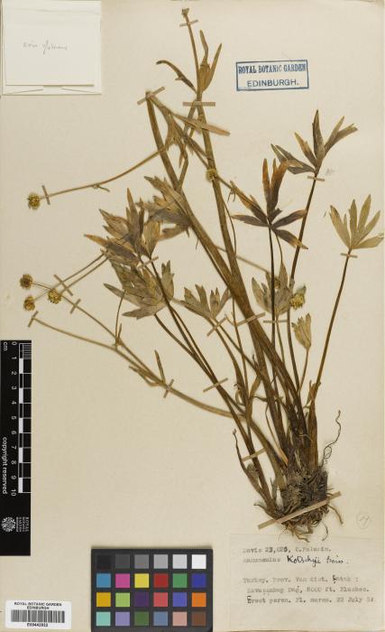 Ranunculus image