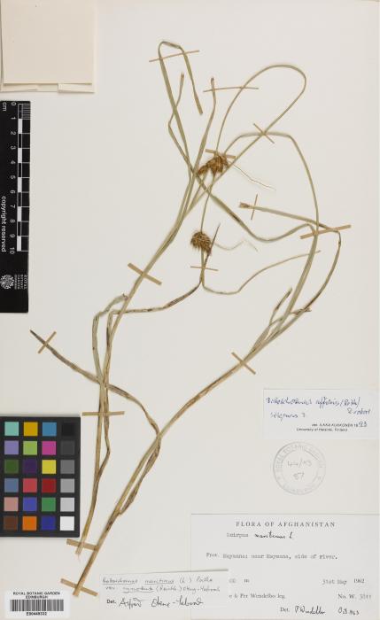 Bolboschoenus maritimus subsp. affinis image